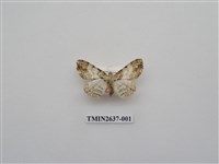 藏品(尺蛾164)的圖片